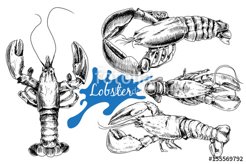 500x333 Hand Drawn Lobster In Sketch Style Stock Image And Royalty Free