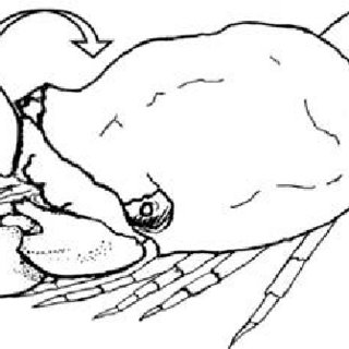 320x320 Drawing Of A Swimming Sequence Of The Mediterranean Slipper