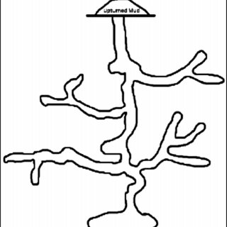 320x320 The Mud Lobster, Thalassina Fig Drawing Of Burrow Architecture