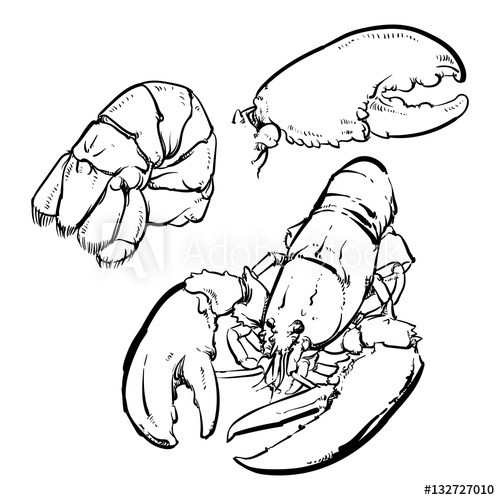 500x500 Lobster Isolated On A Black Background Hand Draw Lobster Tail O
