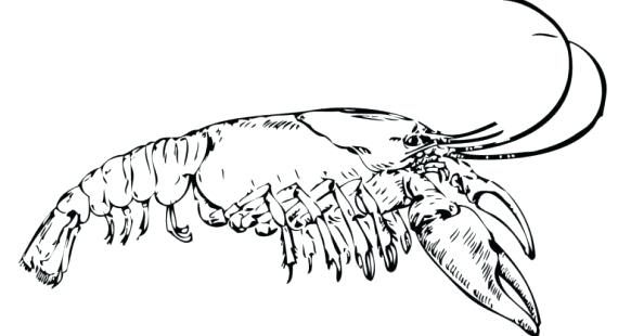 570x310 Crayfish Coloring