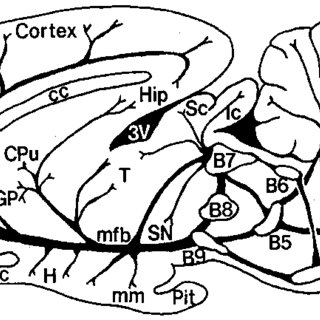 320x320 schematic drawing of the location of the serotonergic nuclei