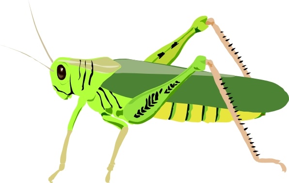 596x377 grasshopper locust clip art free vector in open office drawing