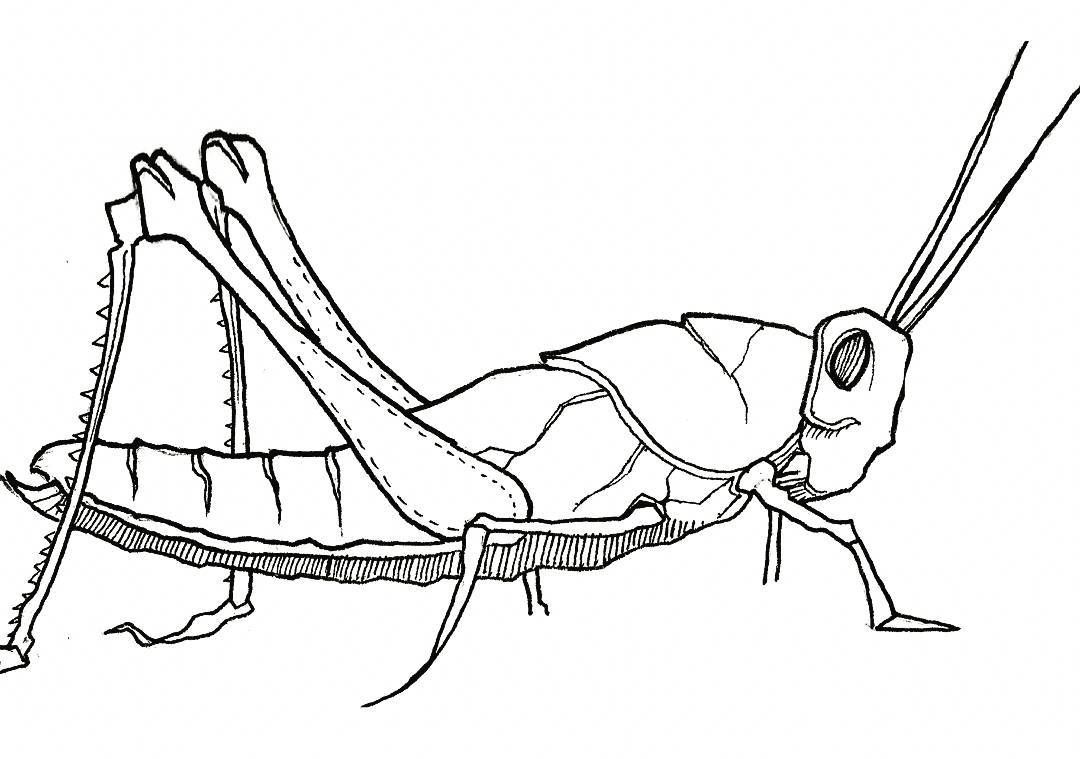 1080x759 Grasshopper Drawing Free Download