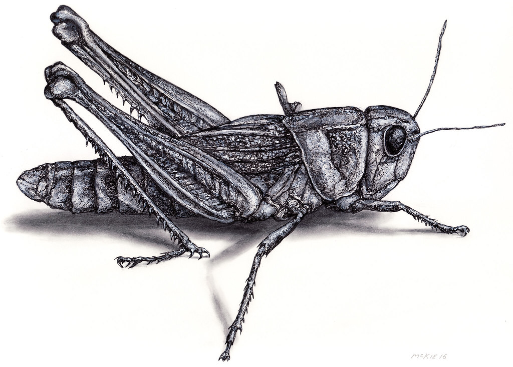 1024x733 Grasshopper Mckie Illustrationdrawing Mark Mckie