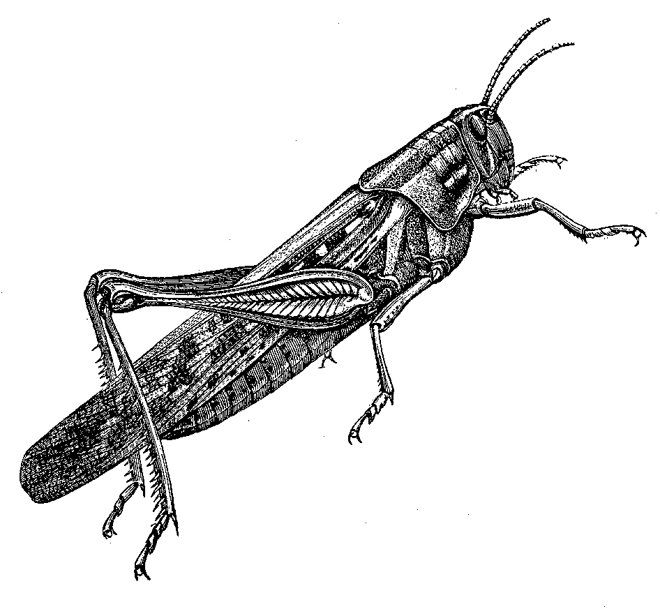 946x873 Insect