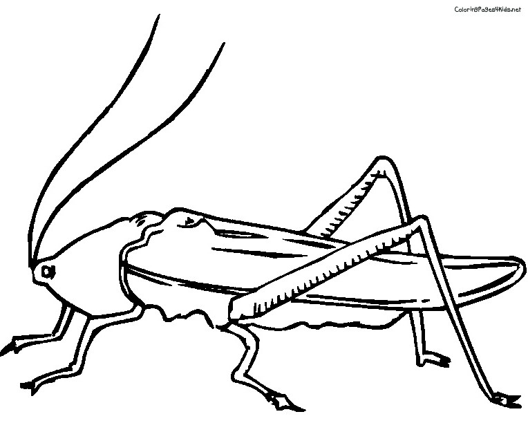 764x612 cricket drawing locust for free download