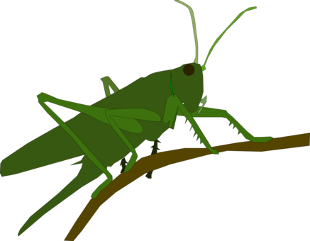 437x340 insect locust drawing grasshopper pest cc0