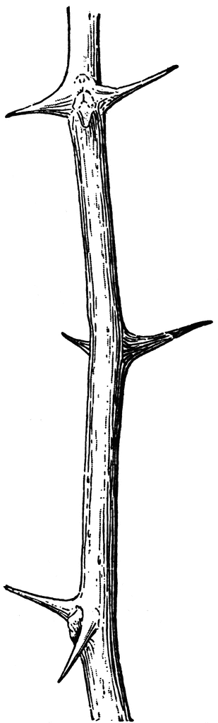 309x1024 locust clip art