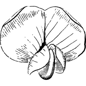 300x300 Locust Clipart