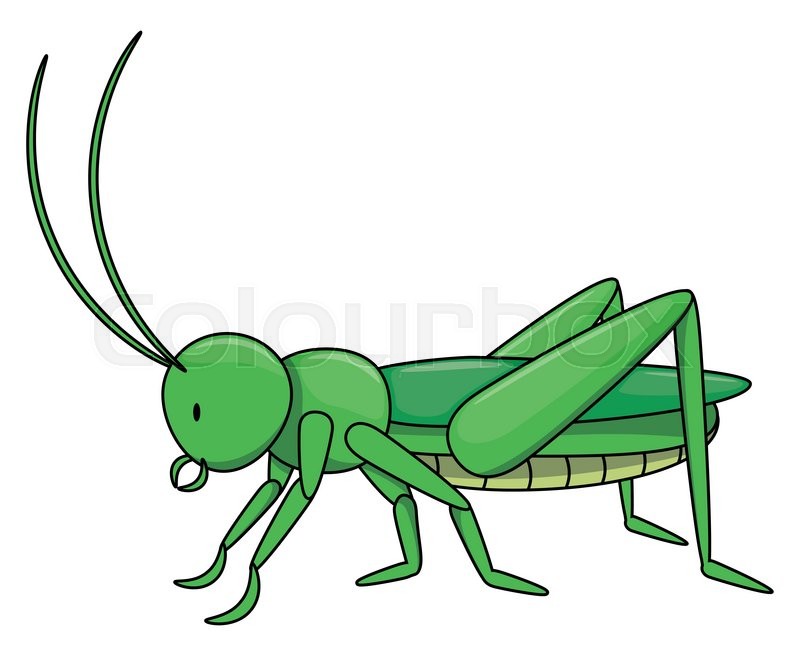 800x656 Locust Cartoon Illustration Isolated Stock Vector Colourbox