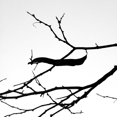400x400 a dc birding blog locust trees in black and white