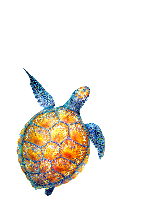 500x750 Pastels Drawing Turtle Transparent Png Clipart Free Download