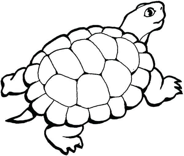 Loggerhead Sea Turtle Drawing | Free download on ClipArtMag