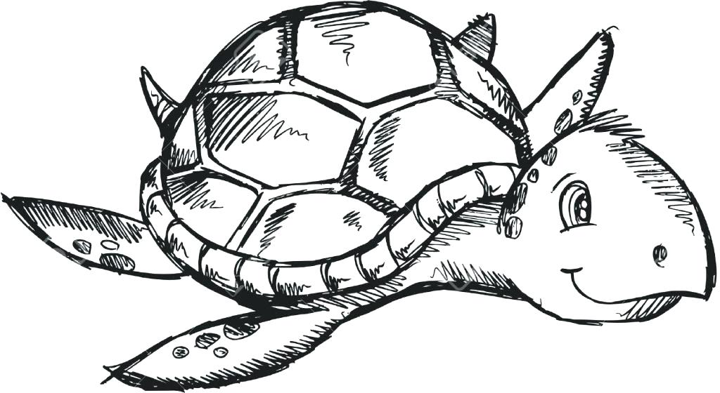 1024x560 How To Draw A Simple Turtle Draw Sea Turtle Draw Simple Turtle