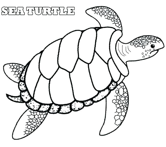 678x600 Loggerhead Turtle Coloring