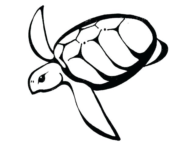 640x480 Sea Turtle Outline Sea Turtle Drawing Pictures How To Draw