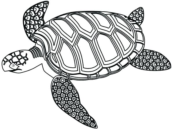 600x444 Loggerhead Turtle Coloring