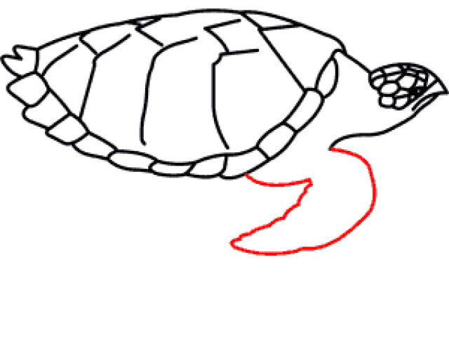 640x480 Drawn Turtle