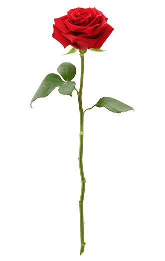 331x522 Long Stem Red Rose
