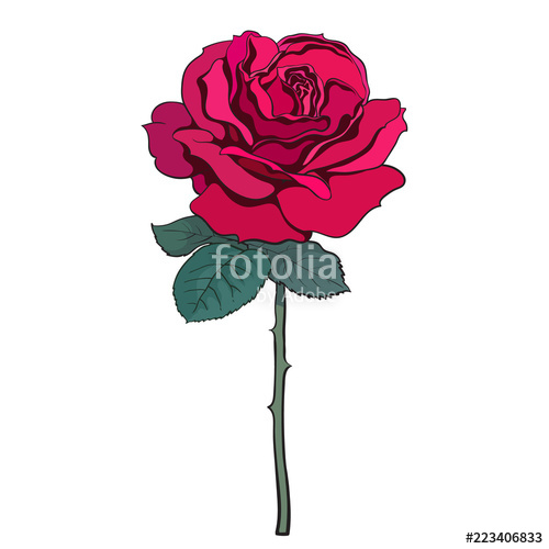 500x500 Red Rose Flower With Leaves And Stem Hand Drawn Sketch Style