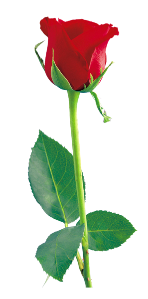 297x600 Bud Drawing Long Stem Rose Transparent Png Clipart Free Download