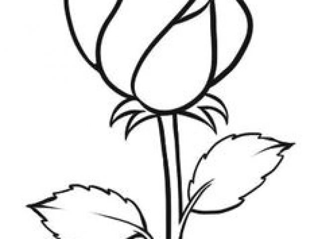 640x480 Draw A Rose With A Stem Best How To Draw Rose Images Drawings