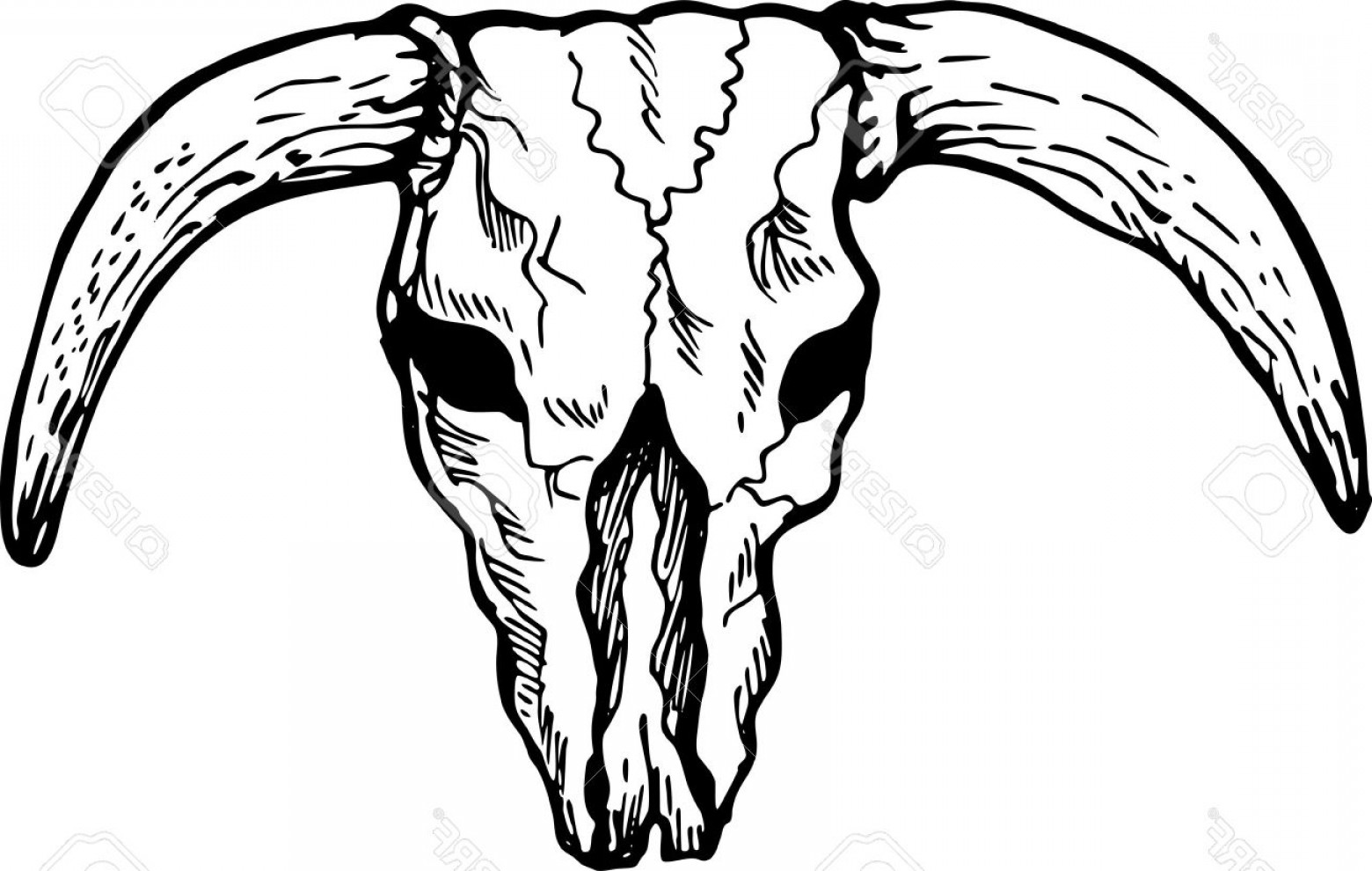 1560x990 Photoillustration Drawing Of A Skull Of A Texas Longhorn Bull