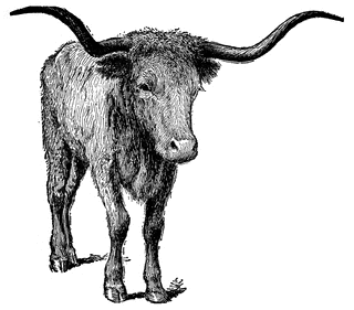 320x281 Texas Longhorn Texas Cattle Transparent Png Clipart Free