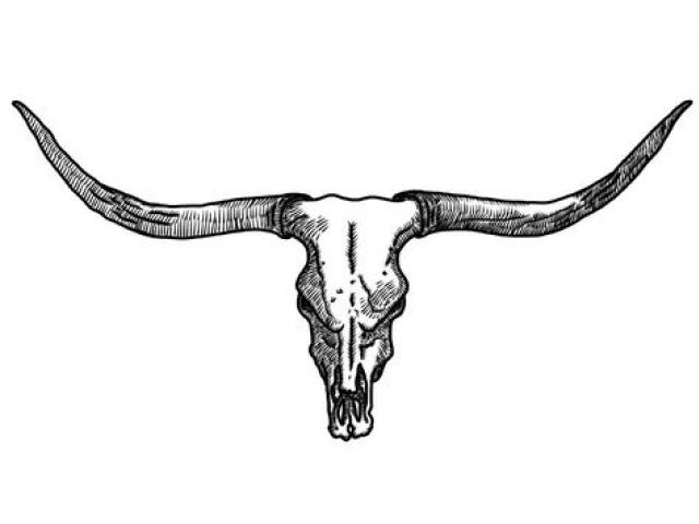 640x480 Drawn Bulls Longhorn Cattle