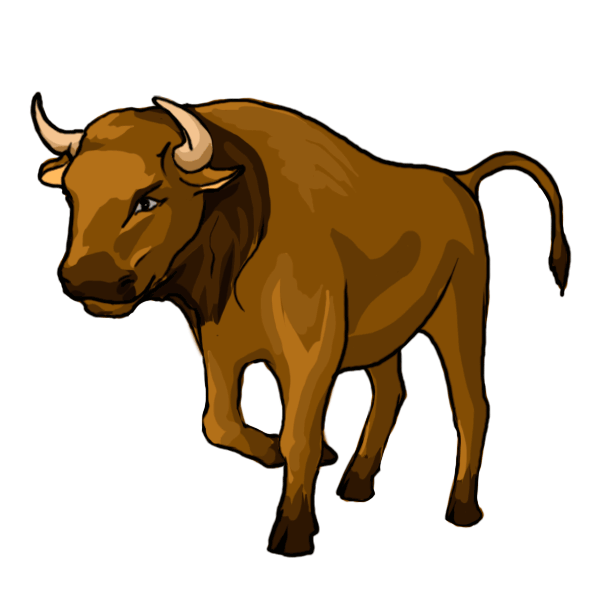 Longhorn Cattle Drawings 