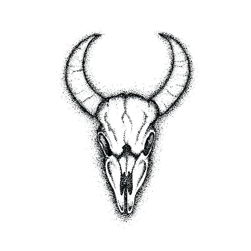 800x800 Longhorn Cow Skull Larger Photo Email A Friend Longhorn Skulls