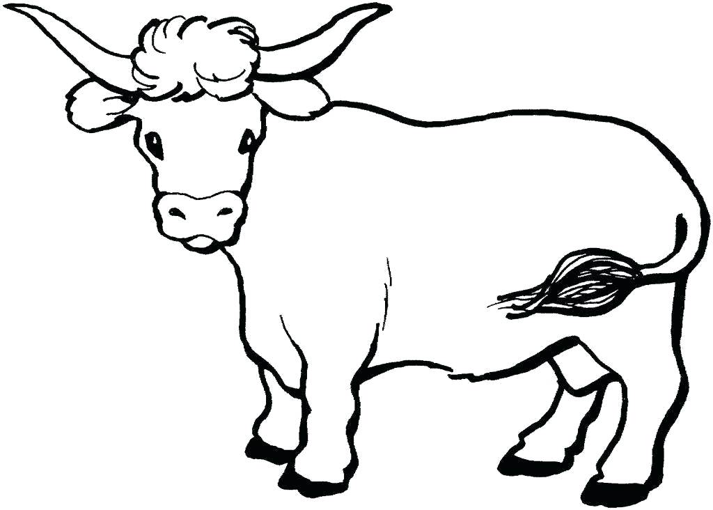 1024x732 Coloring Pages Of Cows Longhorn Cow Coloring