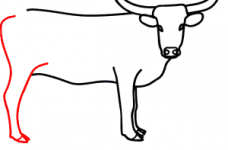 228x150 Longhorn Drawing