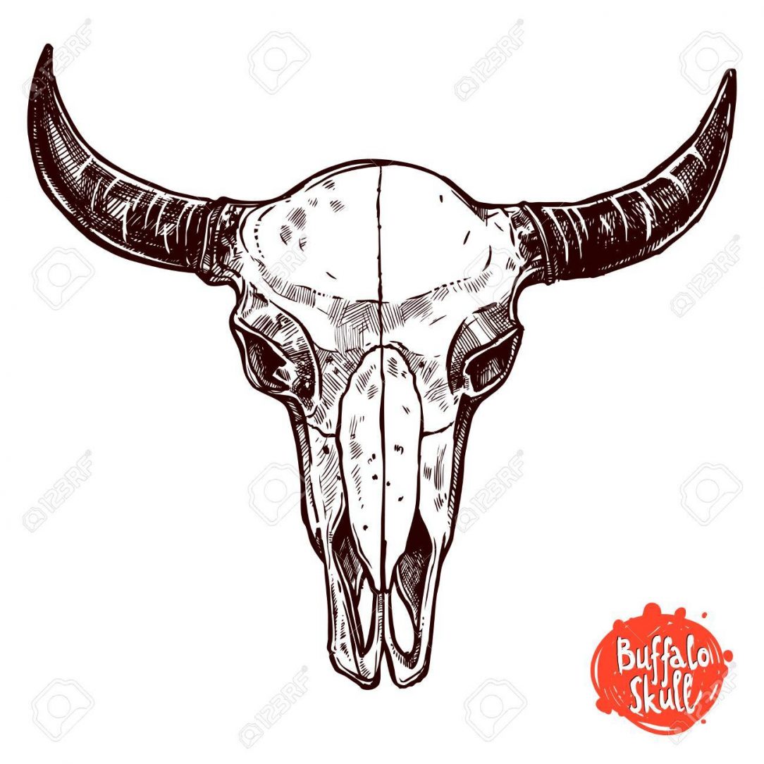 1084x1085 Skull Drawing Tattoo Bull Simple Easy Dogs Carmi Chaelinn