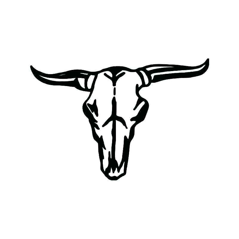 800x800 Longhorn Cow Skull
