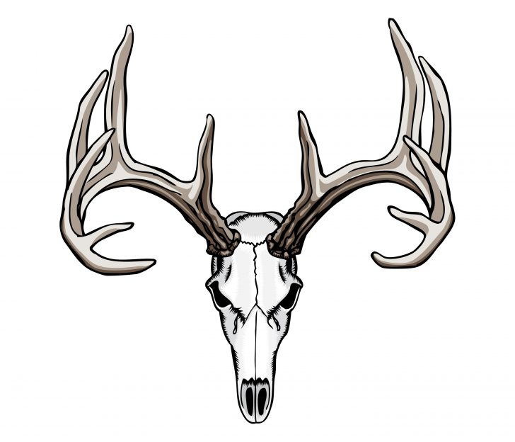 Longhorn Skull Drawing | Free download on ClipArtMag