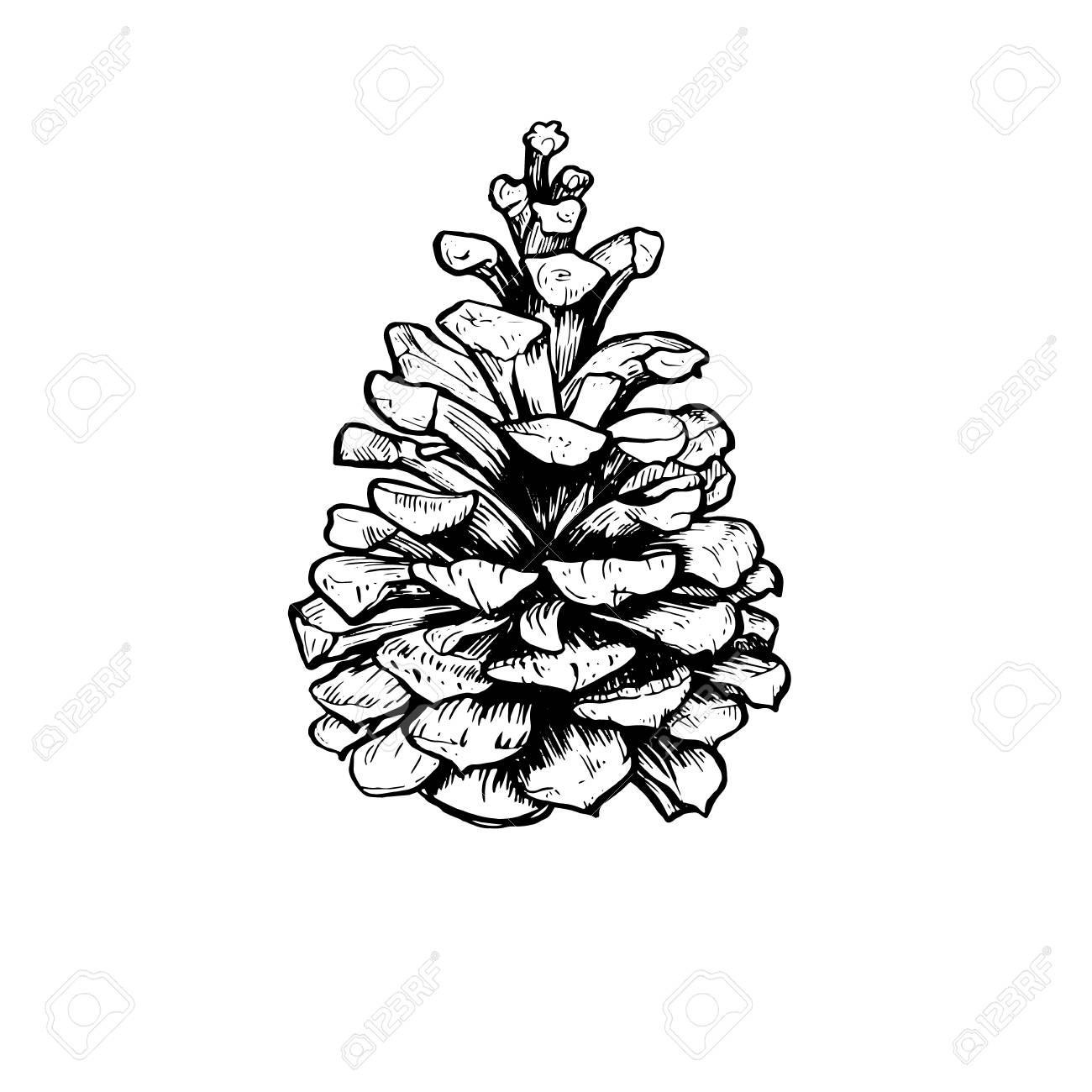 1300x1300 Cedar Tree Clipart Black And White