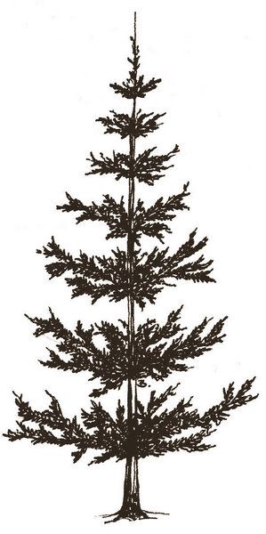 299x600 Collection Of Free Cypresses Clipart Loblolly Pine Tree Download