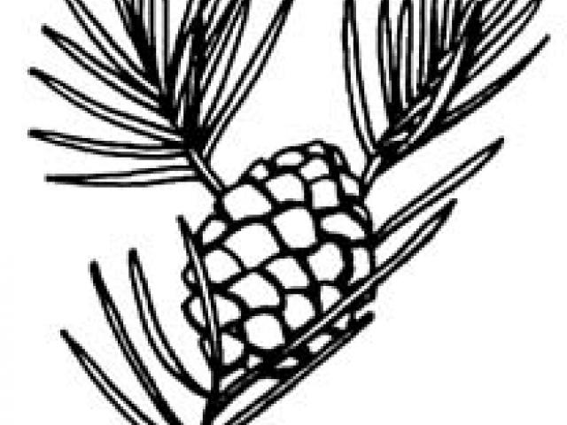 640x480 Free Pine Cone Clipart, Download Free Clip Art