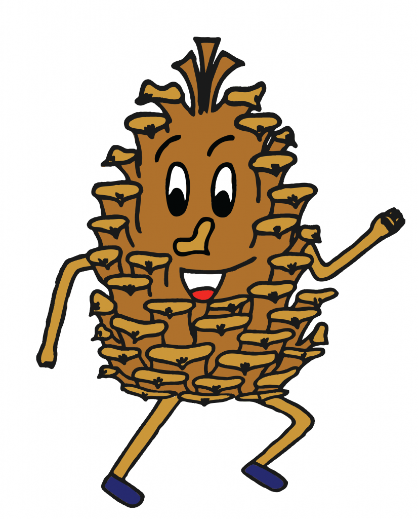 826x1024 Pine Cone Pacer Duke Forest