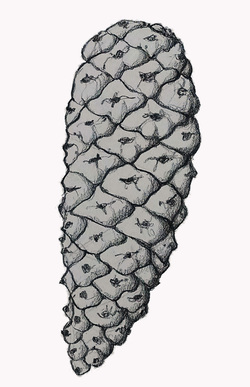 250x387 Priscilla Hollingsworth News