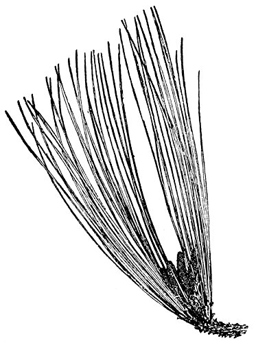 373x500 Long Leaf Pine Rubber Stamp Toys Games