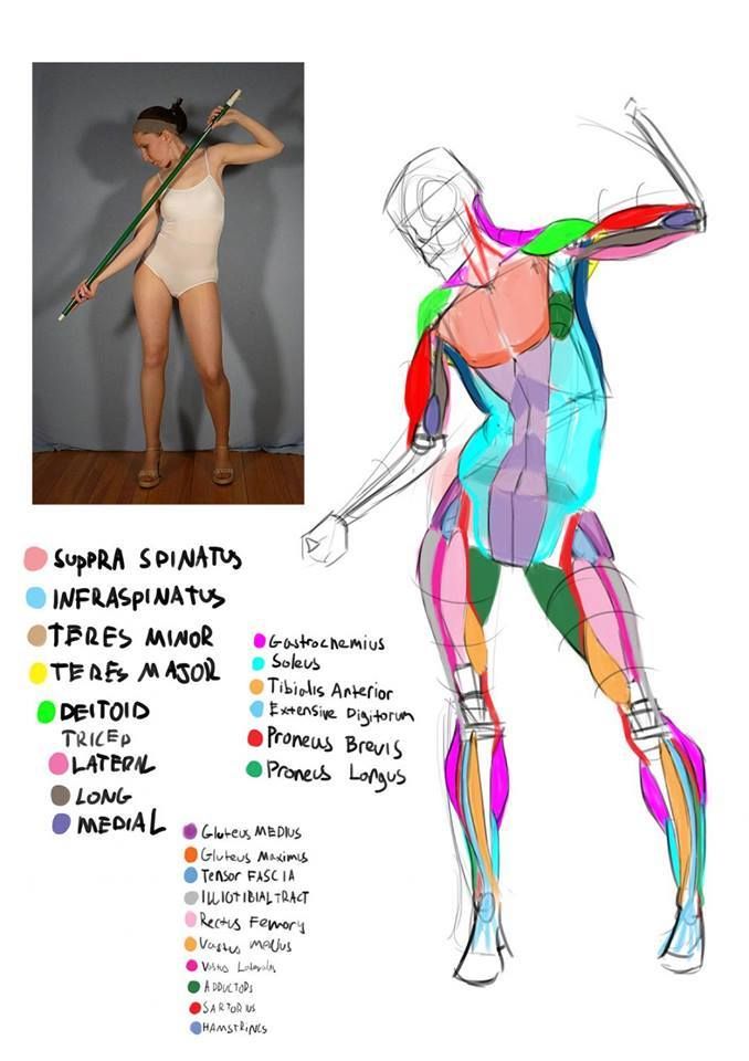 678x960 Figure In Anatomy Drawing, Anatomy