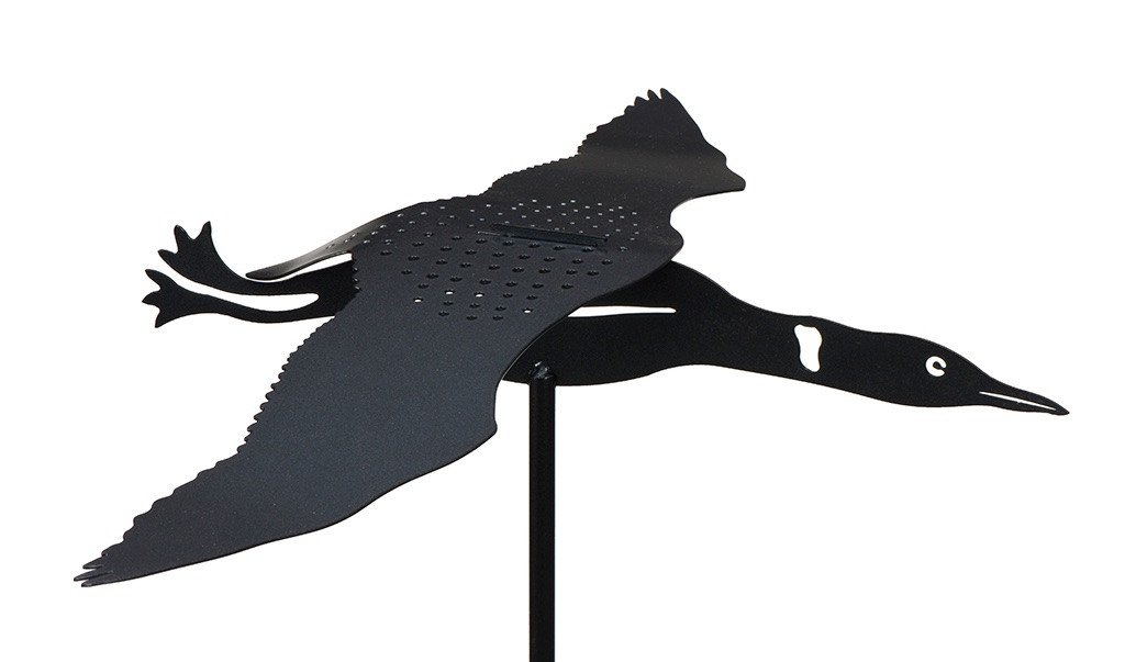 1024x603 Sleek' Common Loon