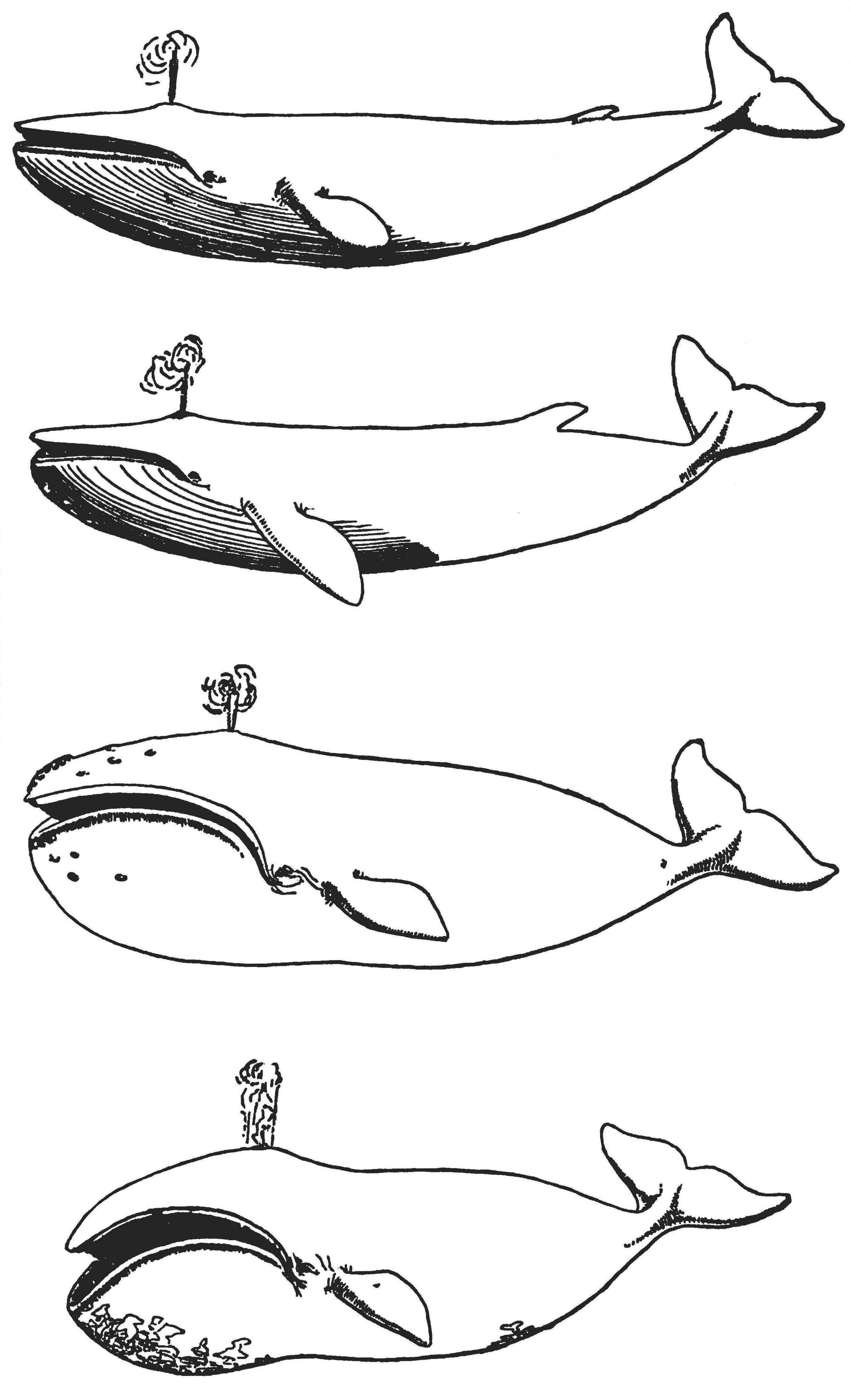 2647x4360 History Of The American Whale Fishery From Its Earliest Inception