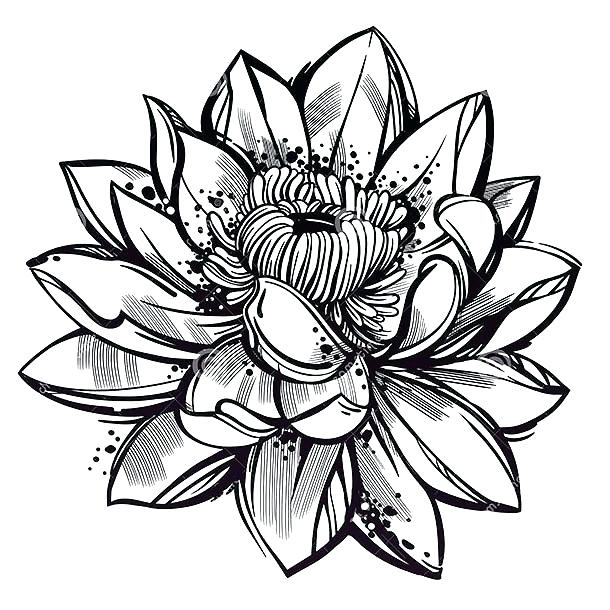 610x610 Drawing Lotus Flower Drawing Lotus Flower Pink