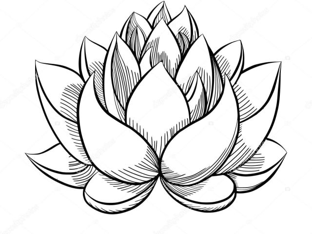 640x480 Simple Drawing Of Lotus Flower Lotus Drawing Bud For Free