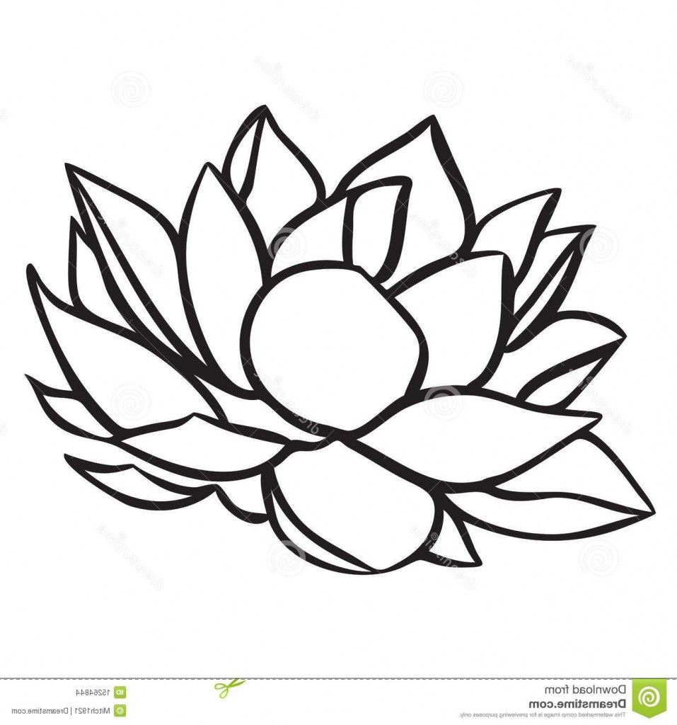 957x1024 Lotus Flower Drawing