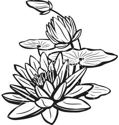 380x400 lotus sketch black and white lotus flower sketch more lotus sketch